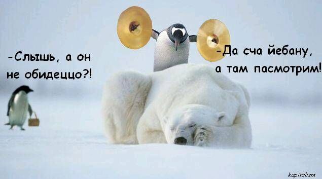 pingvini4uo.jpg
